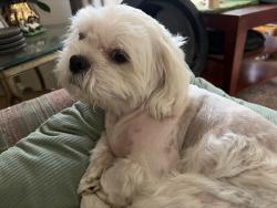Lost Male Dog last seen Hamilton, bushard, Huntington Beach, CA 92646