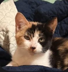 Reunited Female Cat last seen Near Broadway, Temple City, CA 91780, USA, Temple City, CA 91780