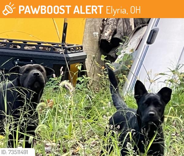 Found/Stray Unknown Dog last seen Deca Pools pool construction, ATI disaster services., Elyria, OH 44035