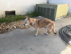 Reunited Male Dog last seen Arthur Rd, Martinez, CA 94553