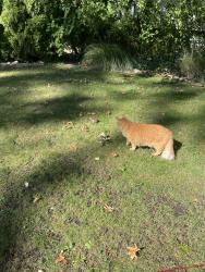 Lost Male Cat last seen Dover Road, Bay Village, OH 44140