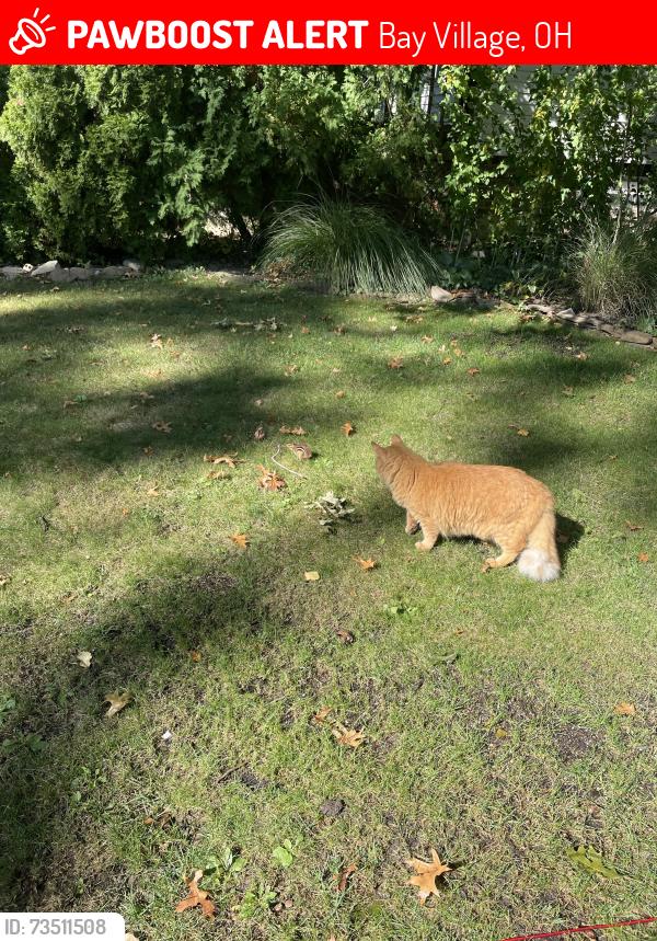 Lost Male Cat last seen Dover Road, Bay Village, OH 44140