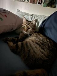 Lost Female Cat last seen Wallace drive, Clayton CA, Clayton, CA 94517