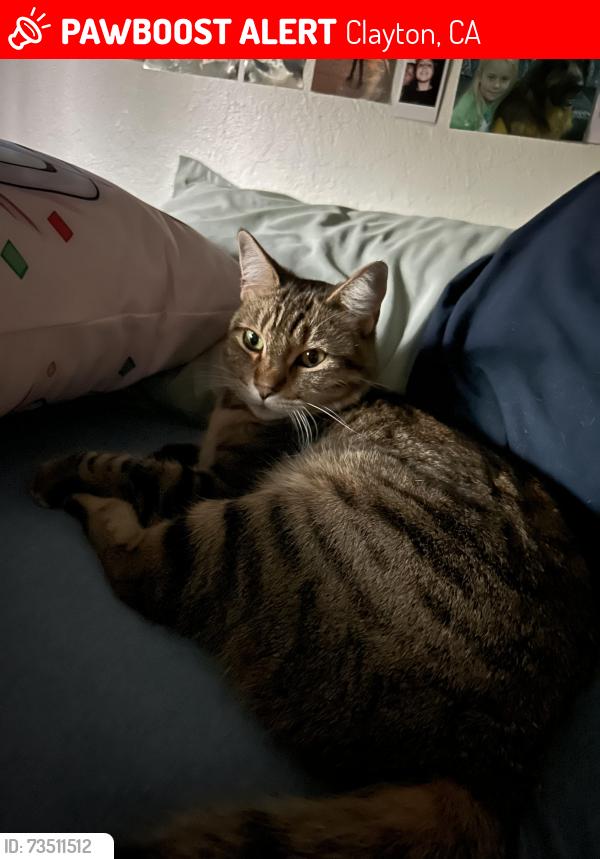 Lost Female Cat last seen Wallace drive, Clayton CA, Clayton, CA 94517