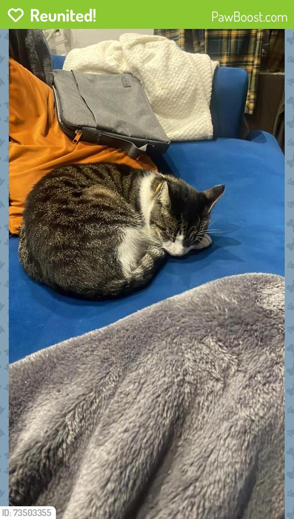 Reunited Male Cat last seen Brockill Crescent, Greater London, England SE4 2PT