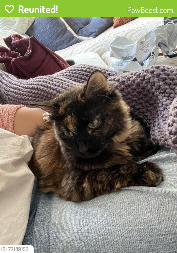 Reunited Female Cat last seen Fairview and Sacramento Street, Berkeley, CA 94702