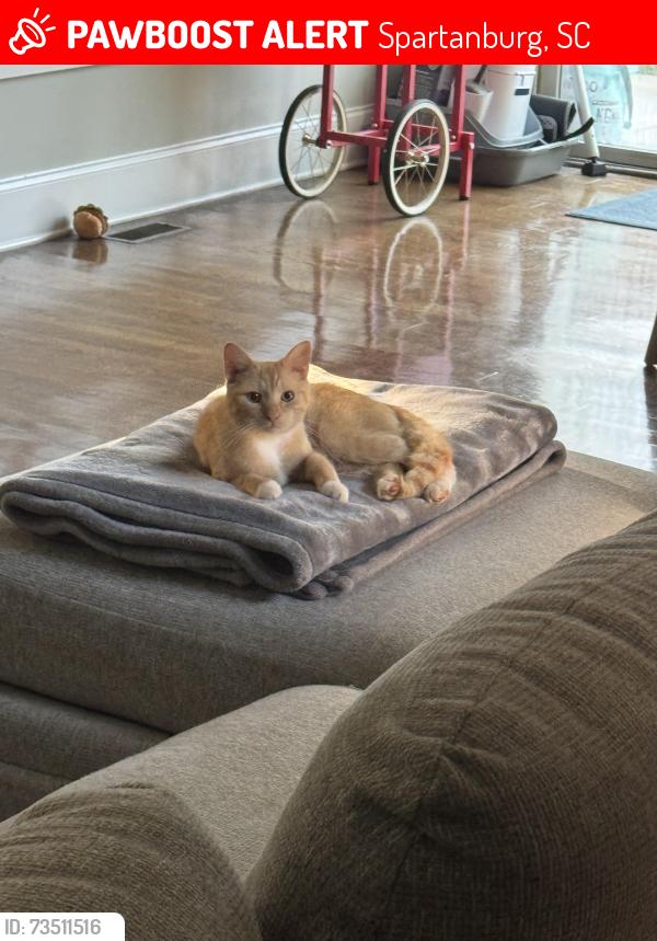 Lost Male Cat last seen Brookfield Neighborhood, Spartanburg, SC 29307