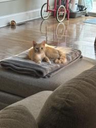 Lost Male Cat last seen Brookfield Neighborhood, Spartanburg, SC 29307