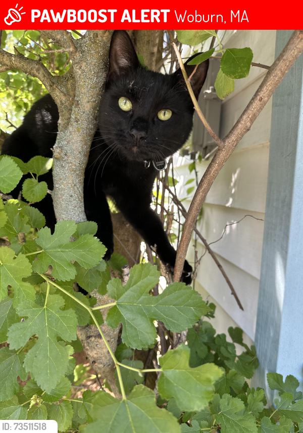 Lost Male Cat last seen Pine Street Woburn and near the Goodyear School, Woburn, MA 01801