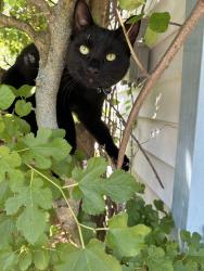 Lost Male Cat last seen Pine Street Woburn and near the Goodyear School, Woburn, MA 01801