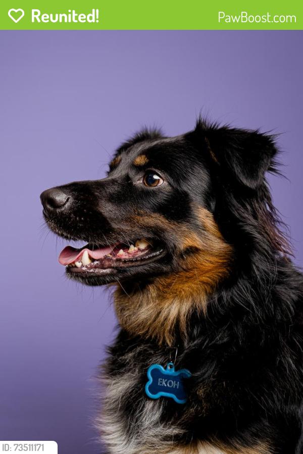 Reunited Male Dog last seen Arrow highway and a street, La Verne, CA 91750