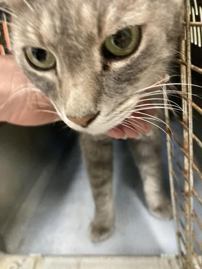 Shelter Stray Male Cat last seen In Town, 211 Kind Hearts Wy, Burnsville, NC 28714, USA