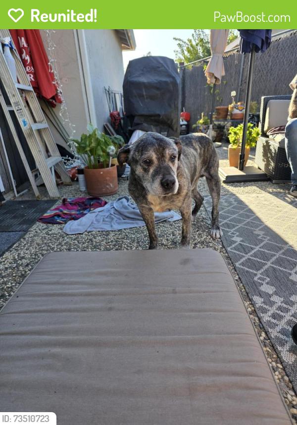 Reunited Male Dog last seen White Oak Rd., Concord, CA 94521