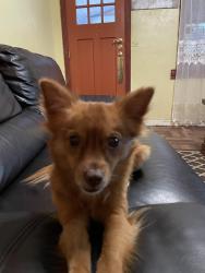 Lost Male Dog last seen NW 2ND AVE, NW 62 St, Nw 67St, N- Miiami AVe, Miami, FL 33150