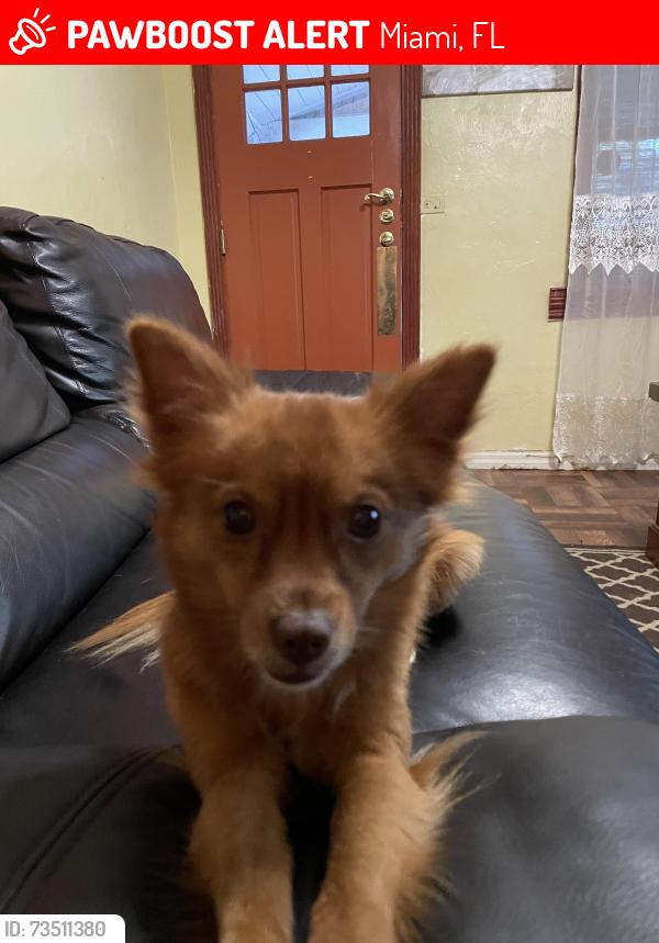 Lost Male Dog last seen NW 2ND AVE, NW 62 St, Nw 67St, N- Miiami AVe, Miami, FL 33150