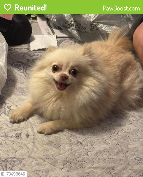 Reunited Female Dog last seen Firebaugh high school, Lynwood, CA 90262