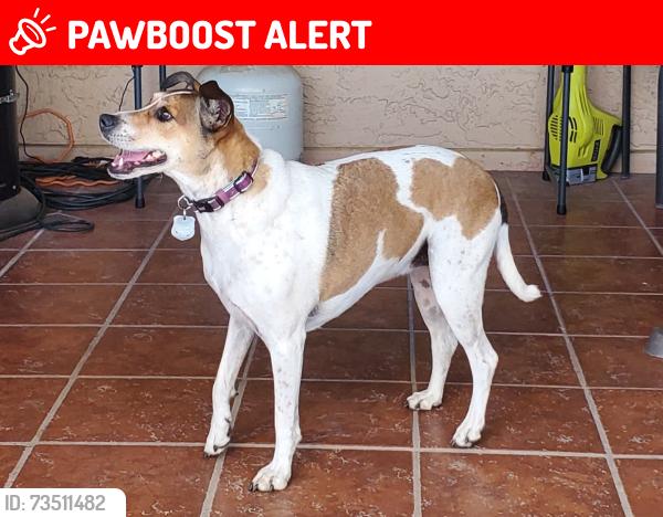Lost Female Dog last seen Idaho and southern, Apache Junction, AZ 85119