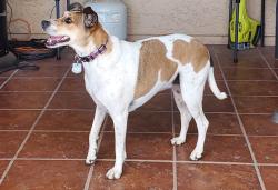 Lost Female Dog last seen Idaho and southern, Apache Junction, AZ 85119