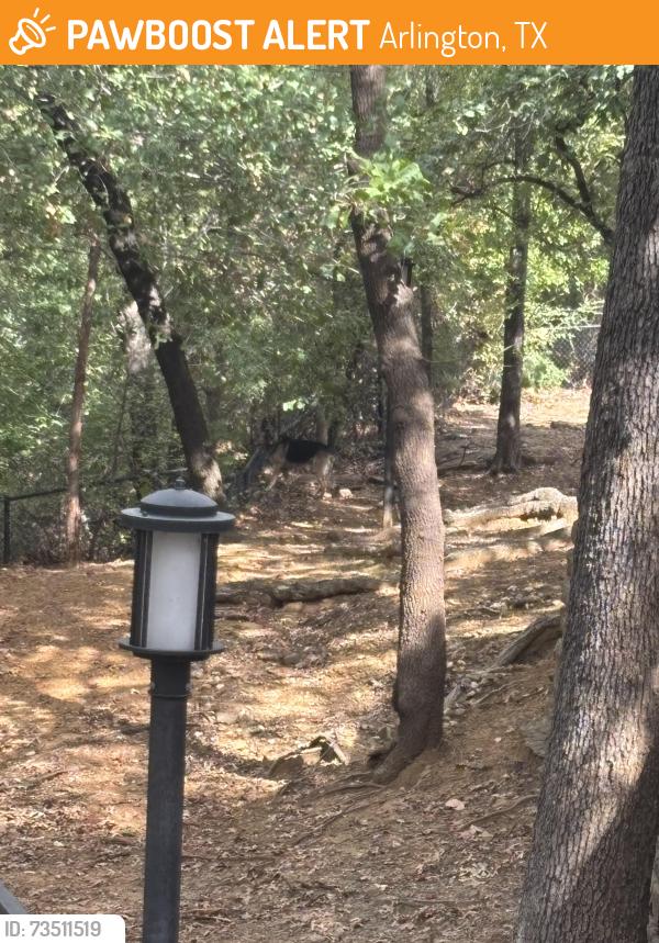 Found/Stray Unknown Dog last seen He jumped the fence to the bushes around 12:30 PM (Just got out of work at 2 and tried to search park below, unable to locate.), Arlington, TX 76006