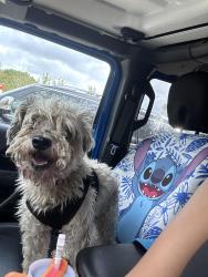 Lost Male Dog last seen Near bent Spur dr. Denton tx 76207, Denton, TX 76207