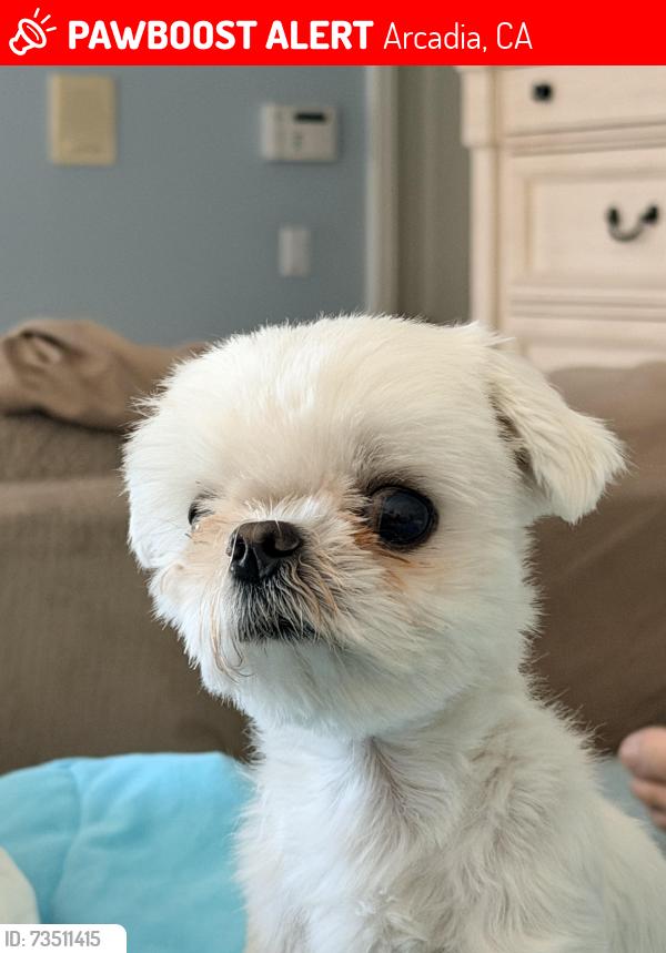 Lost Male Dog last seen 1700Wilson Ave Arcadia, CA, Arcadia, CA 91006