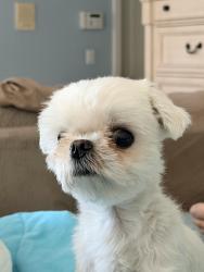 Lost Male Dog last seen 1700Wilson Ave Arcadia, CA, Arcadia, CA 91006