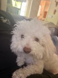 Reunited Female Dog last seen Near S Grand Ave, Pasadena, CA 91105, USA, Pasadena, CA 91105