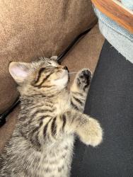 Lost Male Cat last seen Church st, Altura, MN 55910