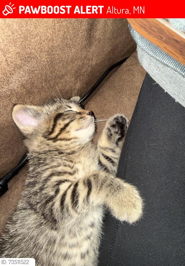 Lost Male Cat last seen Church st, Altura, MN 55910