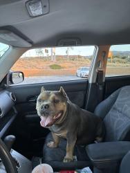 Reunited Male Dog last seen between 263rd and oasis, Piñon Hills, CA 92372