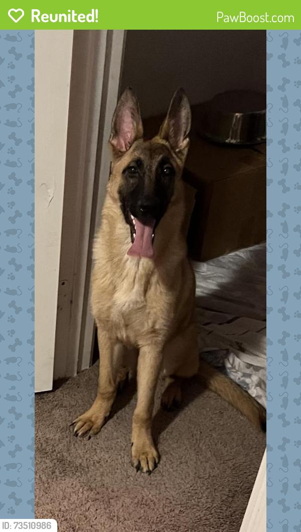 Reunited Female Dog last seen Celtic sun, Bet twice, Henderson, NV 89015