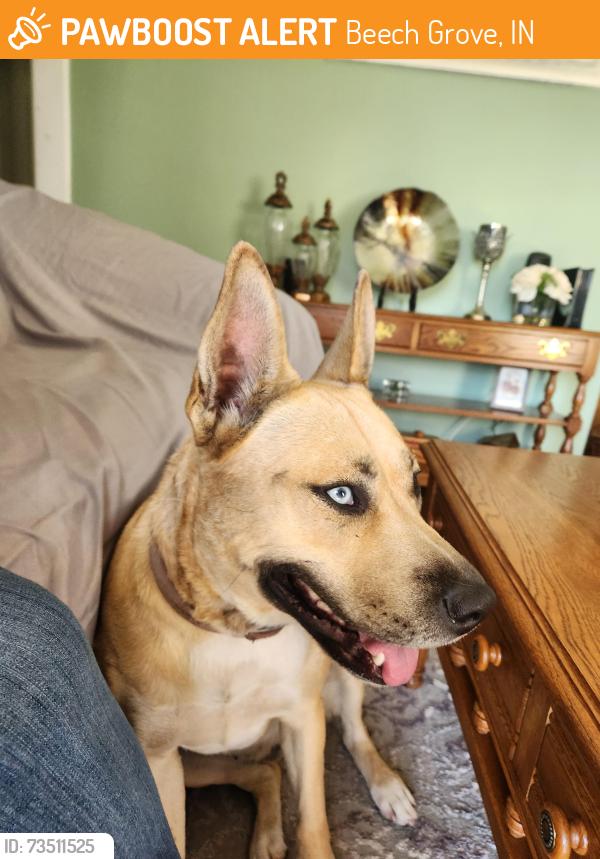Found/Stray Female Dog last seen Eastern ave Ritter, Beech Grove, IN 46107