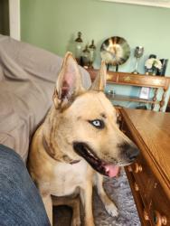 Found/Stray Female Dog last seen Eastern ave Ritter, Beech Grove, IN 46107