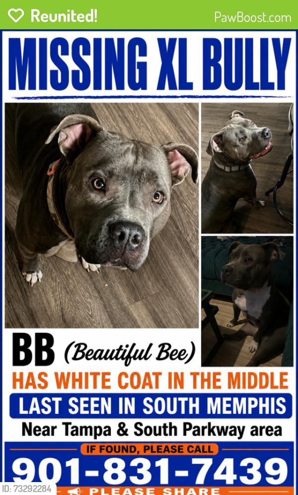 Reunited Female Dog last seen Tampa near Mallory, Memphis, TN 38106