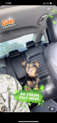 Lost Male Dog last seen Crows Landing, Modesto, CA 95358