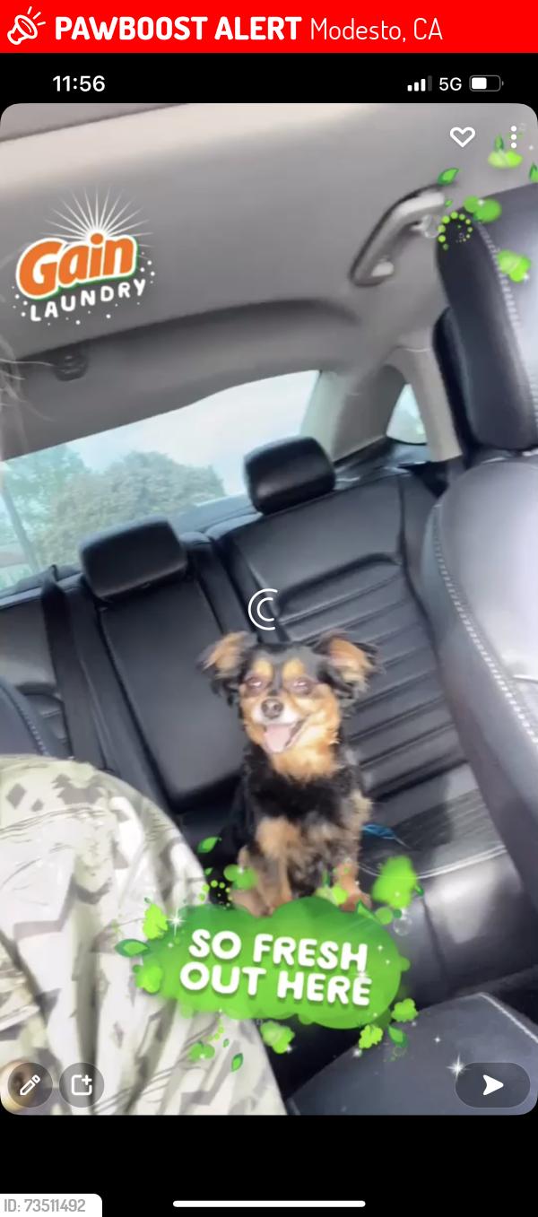 Lost Male Dog last seen Crows Landing, Modesto, CA 95358