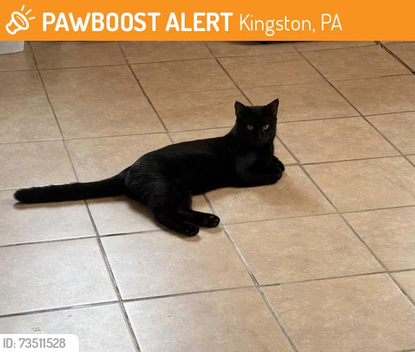 Found/Stray Male Cat last seen Found on corner of Cuba and Payne Ave Kingston, Kingston, PA 18704