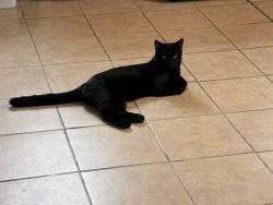 Found/Stray Male Cat last seen Found on corner of Cuba and Payne Ave Kingston, Kingston, PA 18704