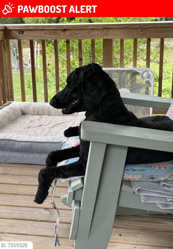 Lost Female Dog last seen 208th St & 103rd Dr, Suwannee County, FL 32071