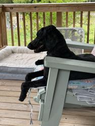 Lost Female Dog last seen 208th St & 103rd Dr, Suwannee County, FL 32071