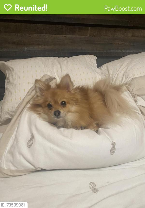 Reunited Female Dog last seen Locust and Happy Valley, Nampa, ID 83651