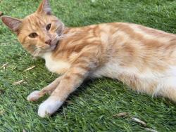Lost Male Cat last seen Erwin St near CoMMA in downtown Morganton,NC, Morganton, NC 28655