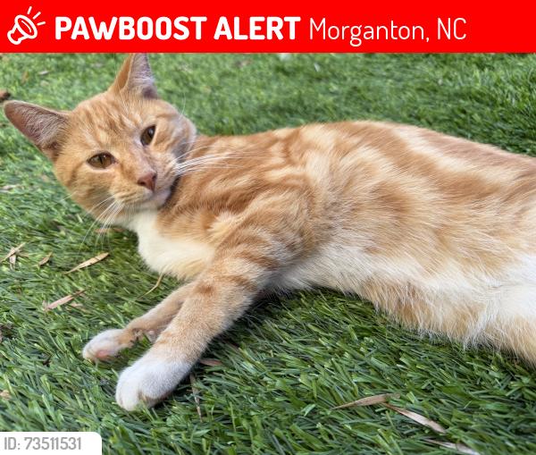 Lost Male Cat last seen Erwin St near CoMMA in downtown Morganton,NC, Morganton, NC 28655