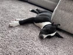 Found/Stray Female Dog last seen Reed Road by Westmount at Three Fountains apmts, San Antonio, TX 78251