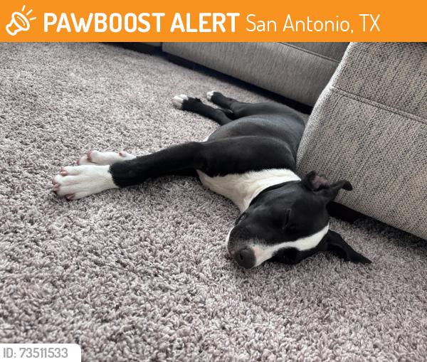 Found/Stray Female Dog last seen Reed Road by Westmount at Three Fountains apmts, San Antonio, TX 78251