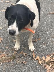 Reunited Male Dog last seen Rural point, Mechanicsville, VA 23116