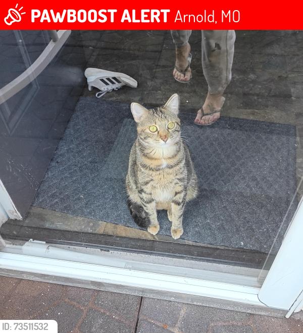 Lost Female Cat last seen Near telegraph rd, Arnold, MO 63010