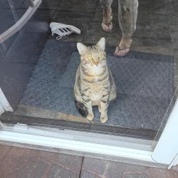 Lost Female Cat last seen Near telegraph rd, Arnold, MO 63010