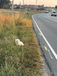 Found/Stray Male Dog last seen Honeycutt rd and cass holt interception, Holly Springs, NC 27540
