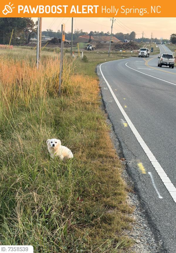 Found/Stray Male Dog last seen Honeycutt rd and cass holt interception, Holly Springs, NC 27540